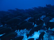 vignette Maldives_sud_0249.jpg 