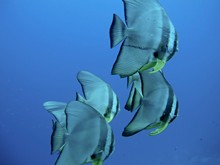 vignette Maldives_sud_0262.jpg 