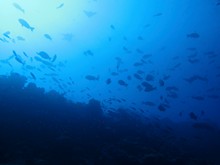 vignette Maldives_sud_0267.jpg 