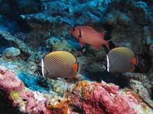 vignette Maldives_sud_0274.jpg 