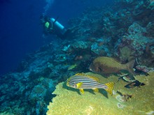 vignette Maldives_sud_0282.jpg 