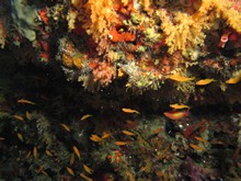 vignette Maldives_sud_0349.jpg 