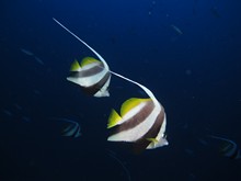 vignette Maldives_sud_0351.jpg 