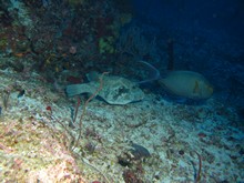 vignette Maldives_sud_0356.jpg 