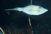 vignette Maldives_sud_0372.jpg 