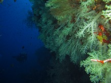 vignette Maldives_sud_0380.jpg 