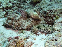 vignette Maldives_sud_0388.jpg 