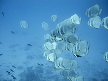 vignette Maldives_sud_0419.jpg 