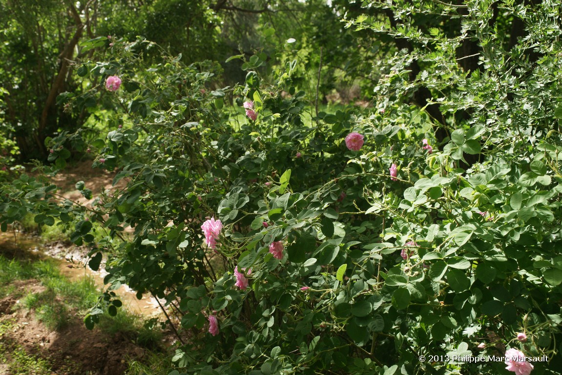 /ecran/Maroc_0742.jpg