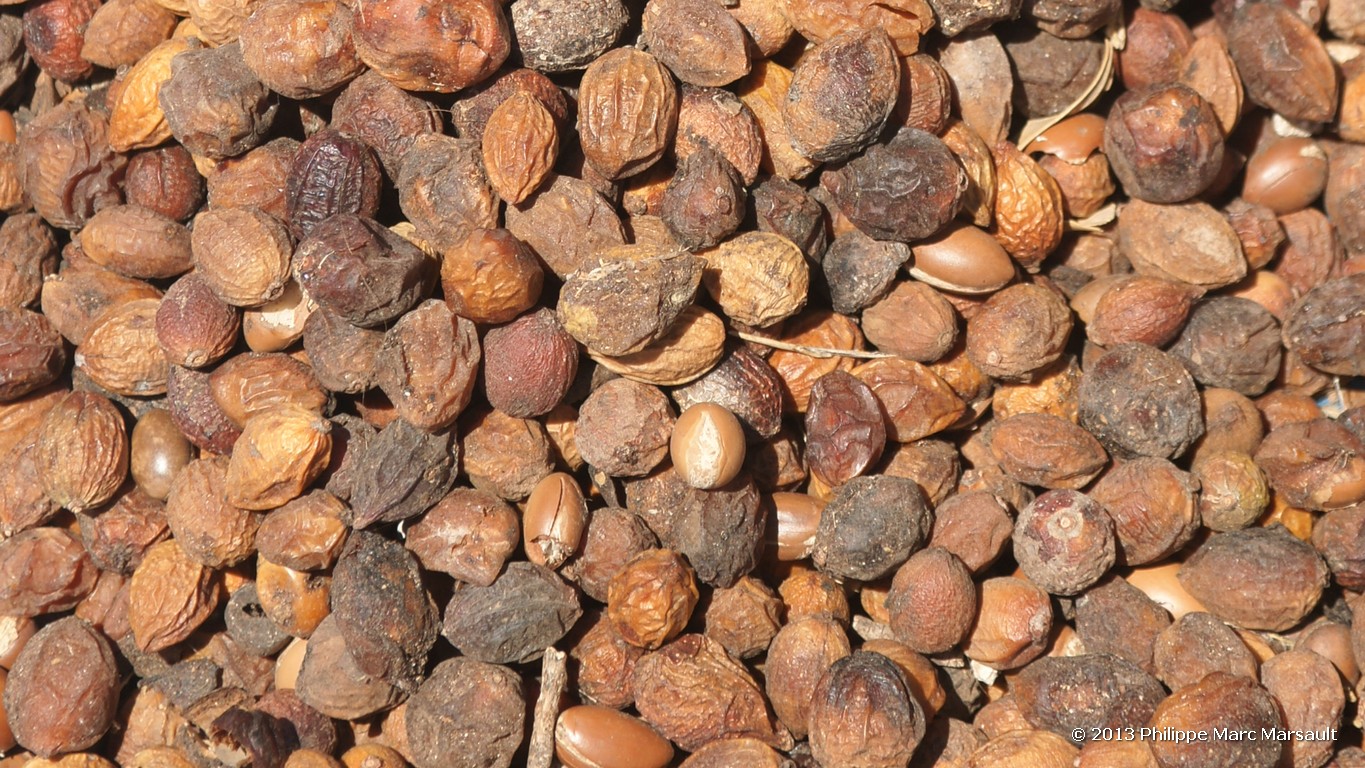 /ecran/Maroc_1119.jpg
