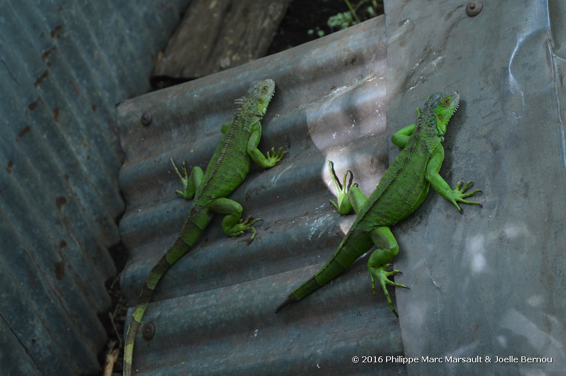 /ecran/Nicaragua_2016_0939.jpg