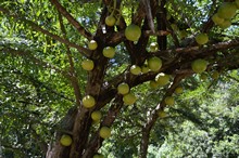 vignette Nicaragua_2016_0415.jpg 