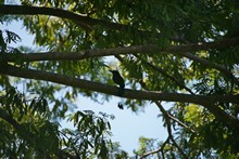 vignette Nicaragua_2016_0446.jpg 