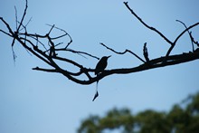 vignette Nicaragua_2016_0448.jpg 