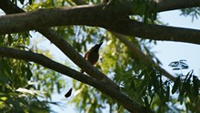 vignette Nicaragua_2016_0454.jpg 