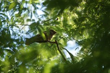 vignette Nicaragua_2016_0463.jpg 