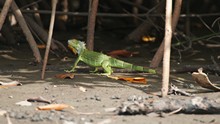 vignette Nicaragua_2016_0686.jpg 