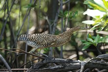 vignette Nicaragua_2016_0722.jpg 