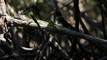 vignette Nicaragua_2016_0729.jpg 