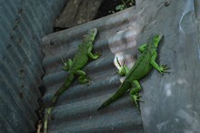 vignette Nicaragua_2016_0939.jpg 