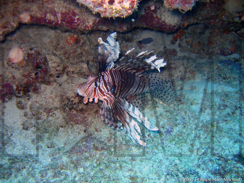 /ecran/Nouvelle-Caledonie_083.jpg
