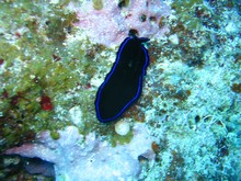 vignette Nouvelle-Caledonie_055.jpg 