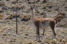 vignette 2023_Patagonie_0275.jpg 