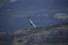 vignette 2023_Patagonie_0373.jpg 