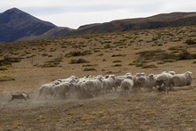 vignette 2023_Patagonie_1108.jpg 