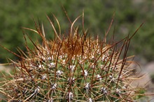 vignette 2023_Patagonie_2029.jpg 