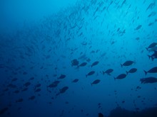 vignette Indonesie_2014_0336.jpg 