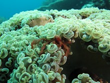 vignette Indonesie_2014_0386.jpg 