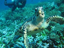 vignette Indonesie_2014_0452.jpg 