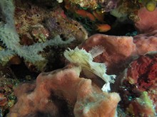 vignette Indonesie_2014_0501.jpg 