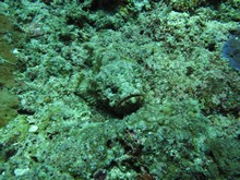 vignette Indonesie_2014_0665.jpg 