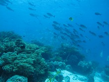 vignette Indonesie_2014_0751.jpg 