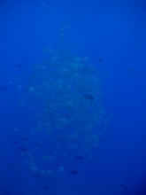 vignette Indonesie_2014_0760.jpg 