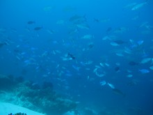 vignette Indonesie_2014_0775.jpg 