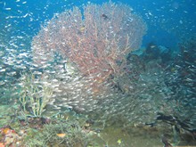 vignette Indonesie_2014_0806.jpg 