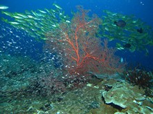 vignette Indonesie_2014_0821.jpg 