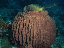 vignette Indonesie_2014_0894.jpg 