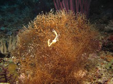 vignette Indonesie_2014_0948.jpg 