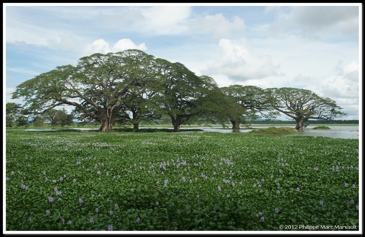 /ecran/Sri_Lanka_0172.jpg