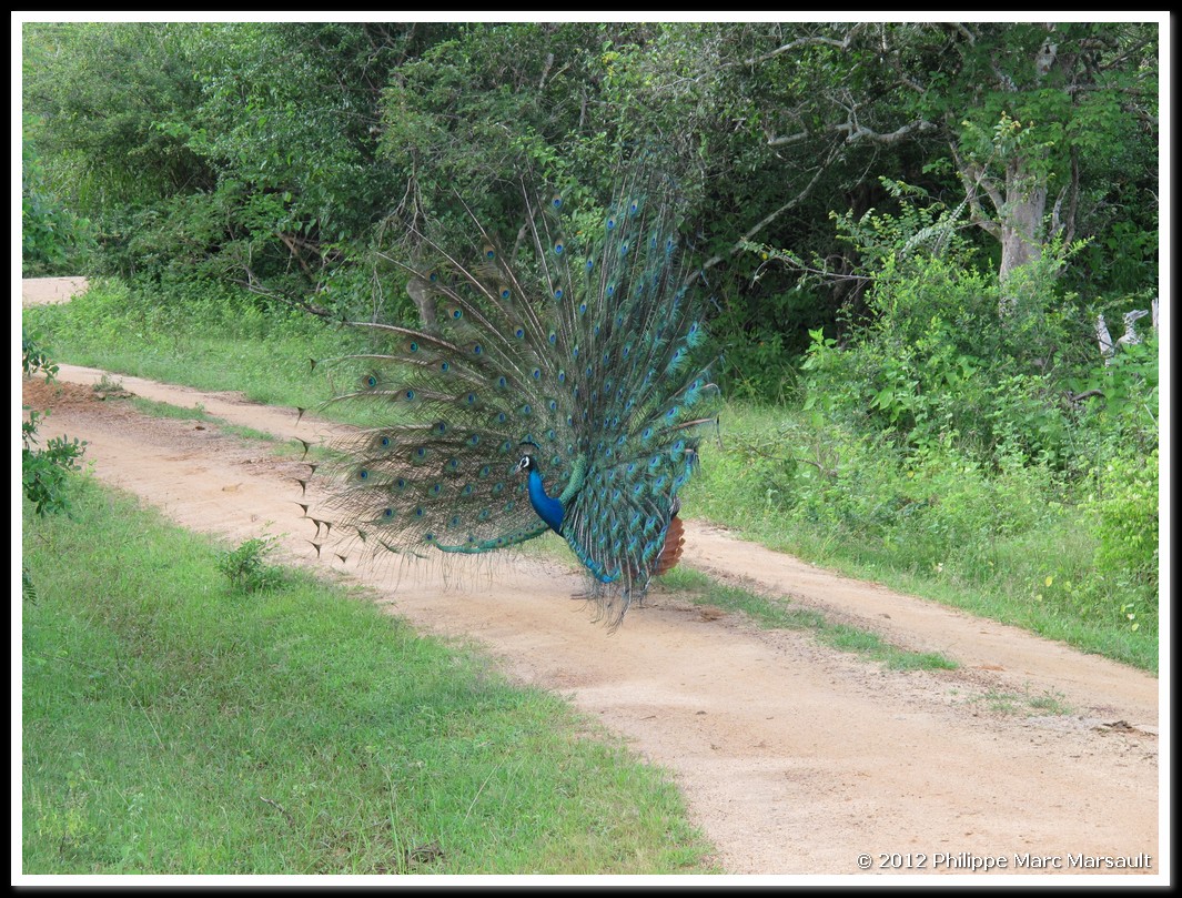 /ecran/Sri_Lanka_0220.jpg