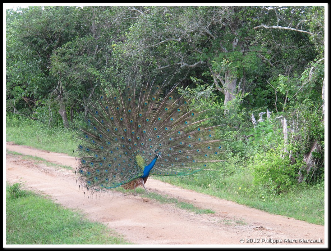 /ecran/Sri_Lanka_0221.jpg