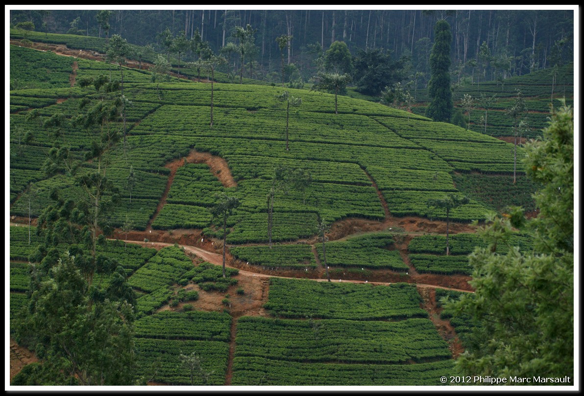 /ecran/Sri_Lanka_0536.jpg