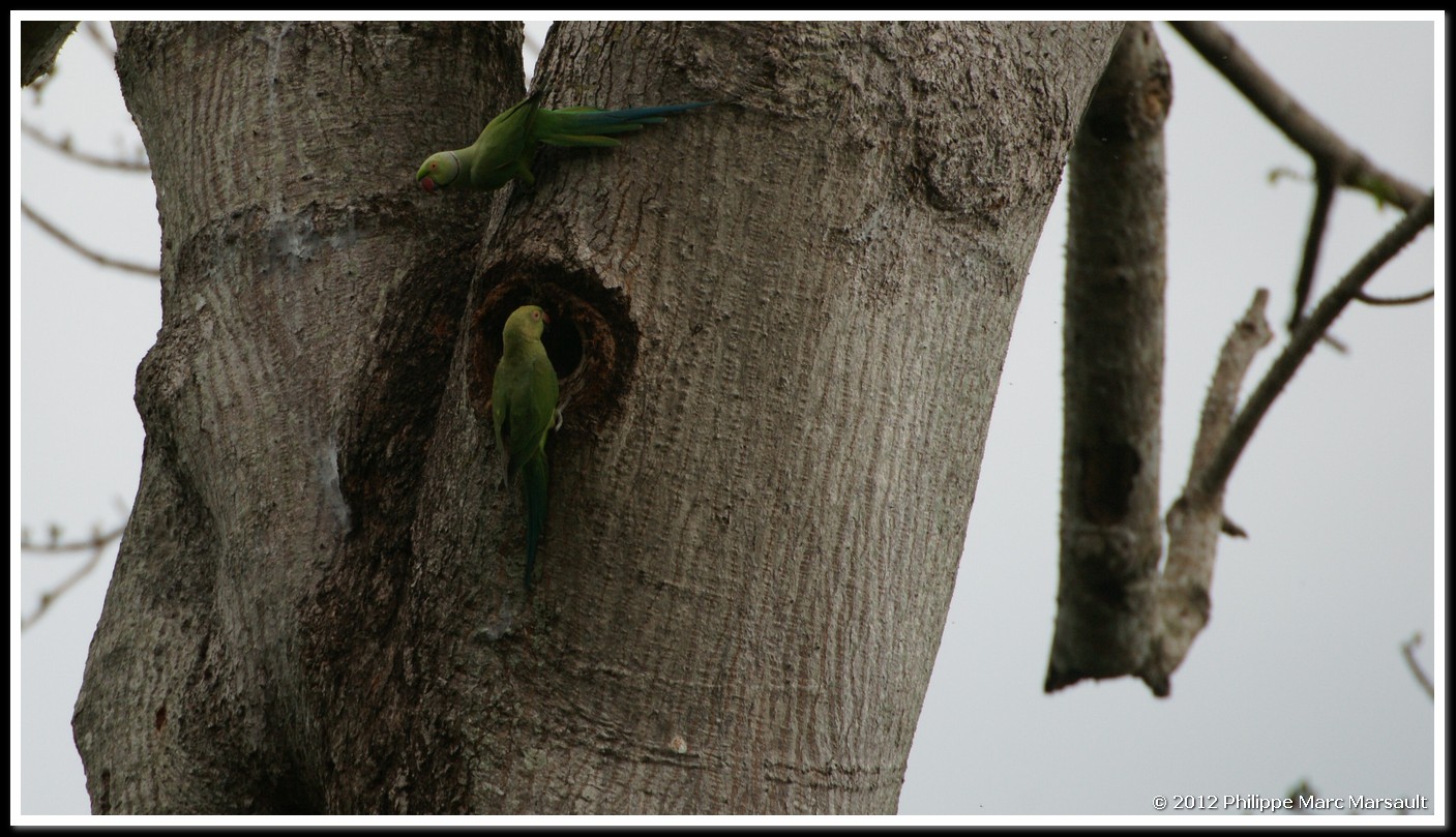 /ecran/Sri_Lanka_0678.jpg