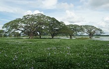 vignette Sri_Lanka_0172.jpg 