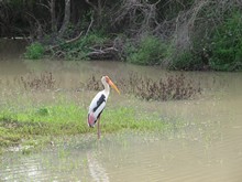 vignette Sri_Lanka_0214.jpg 