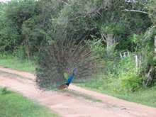 vignette Sri_Lanka_0221.jpg 